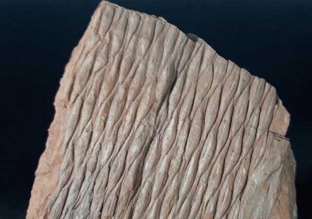 Sigillaria sp. BRONGNIART 1822 - Bild &copy; FossNet FossilienStore